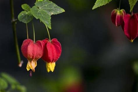 燈籠花種植|【燈籠花種植】燈籠花種植秘訣大公開！養殖、繁殖、照顧一次搞。